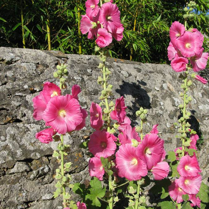 Stockrosen, Rue de Saint-Sauveur, Ile d'Yeu